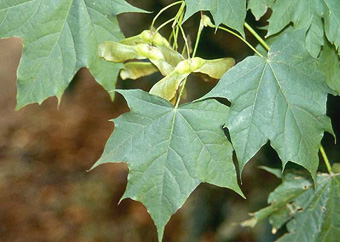 <p><span>The rounded crown fills with greenish-yellow flowers in the spring. </span>Leaves (to 7” across) have five sharply pointed lobes.</p>
