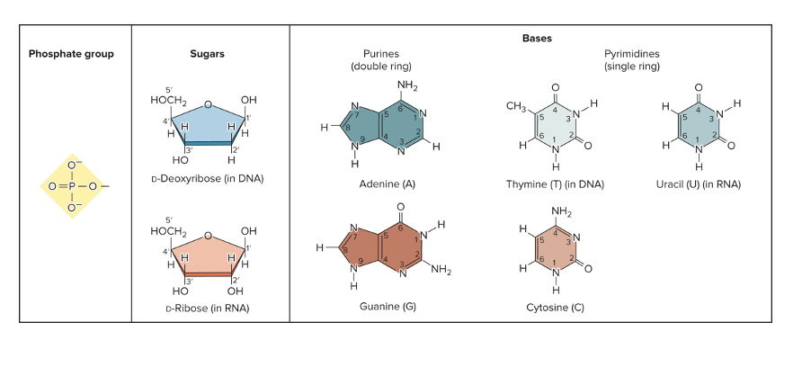 <ul><li><p>repeating structural unit of DNA and RNA</p></li><li><p>3 components</p><ul><li><p>phosphate group</p></li><li><p>pentose sugar</p><ul><li><p>ribose in RNA</p></li><li><p>deoxyribose in DNA</p></li></ul></li><li><p>a nitrogenous (nitrogen containing) base</p></li></ul></li></ul><p></p>