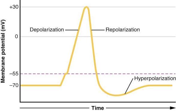 <p>hyperpolarization</p>