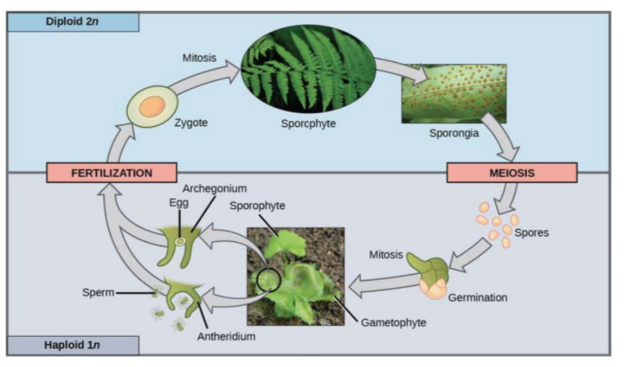 <p>fern life cycle</p>