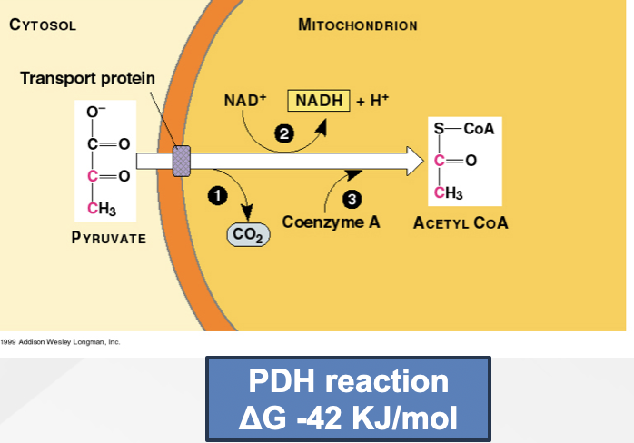 <p>pyruvate dehydrogenase complex</p>