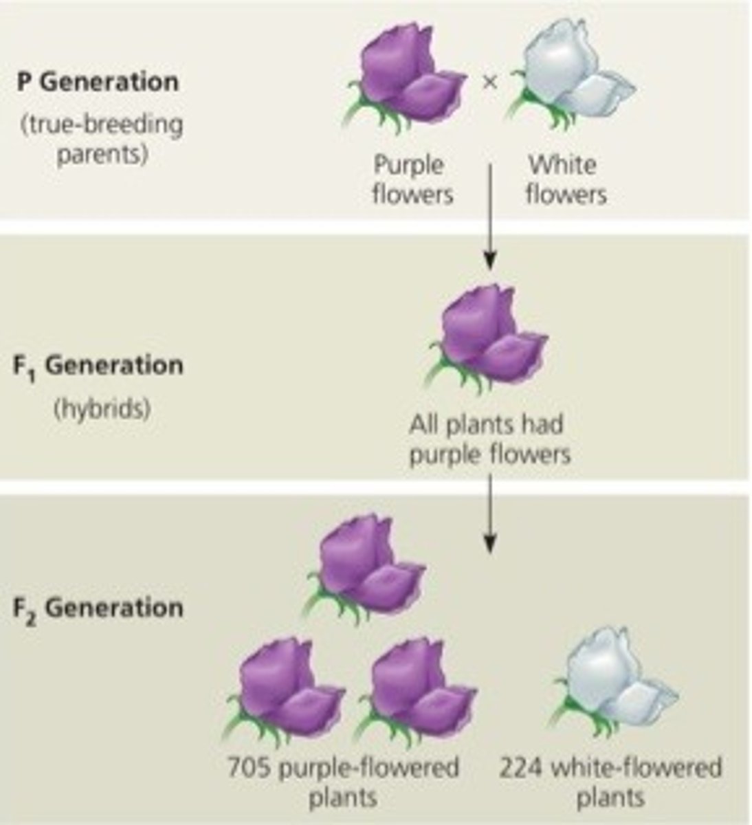 <p>Produced from self-fertilization of F1 plants</p><ul><li><p>Dominant masked other expressions in F1, but in F2 recessive trait reappeared</p><ul><li><p>Counted in 3:1 ration, </p></li><li><p>really 1 (PP): 2(Pp): 1(pp)</p></li></ul></li></ul><p></p>