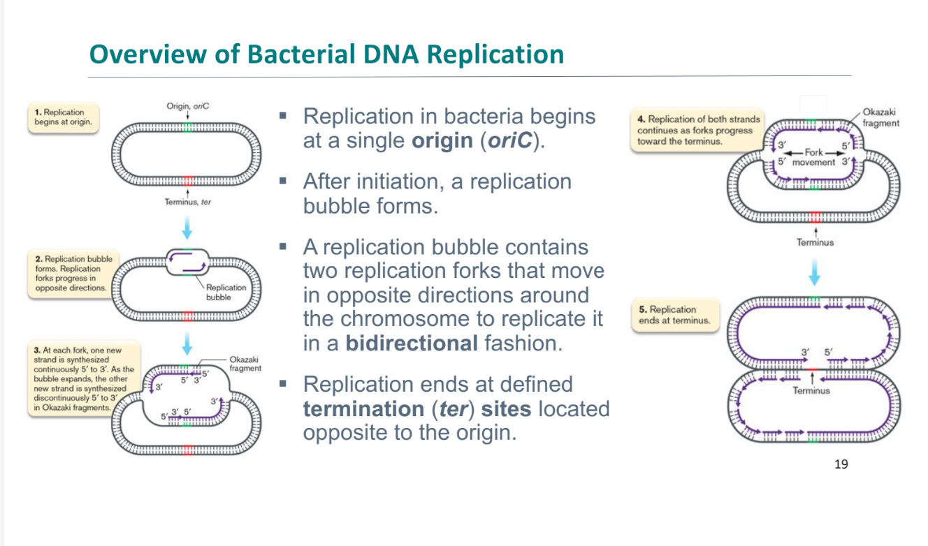 <ul><li><p>replication bubble</p></li><li><p>continues until termination sequence (ter)</p></li></ul>