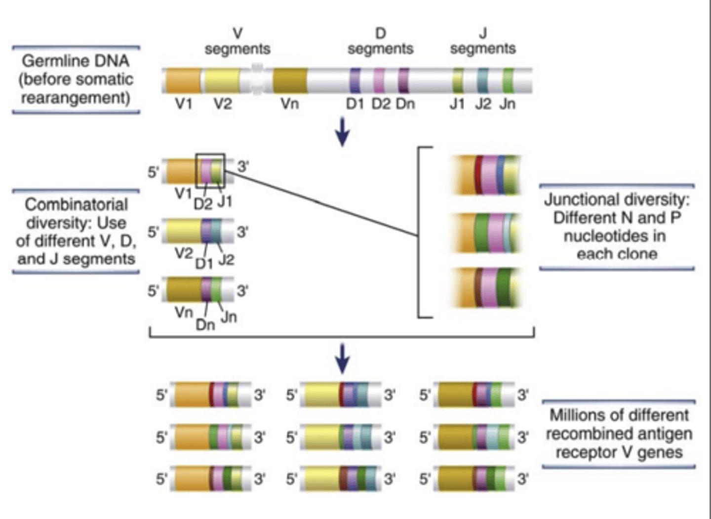 <p>process is responsible for the generation of a <strong>diverse adaptive immune repertoire</strong></p>