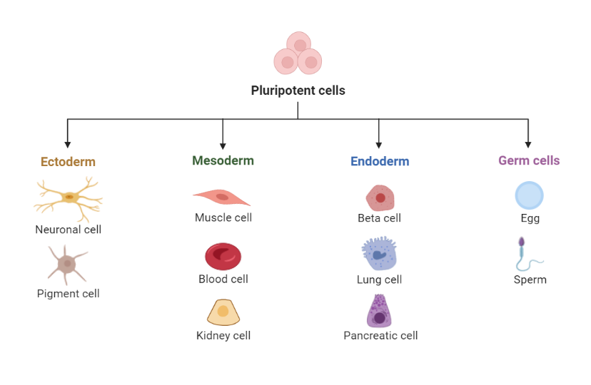 <p>#2 in stem cell hierarchy. Cells that can form all cells, tissues and organs in the body except the extraembryonic membranes. Embryonic stem cells are pluripotent, which means that they can become many different types of cells in the human body</p>