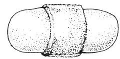 <p>Which attachment classification of placentation is this? And which two species demonstrate it?</p>