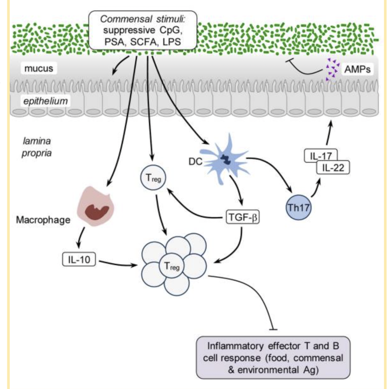 <ul><li><p>number of different commensal products participate in barrier regulation</p></li><li><p>delicate balance between regulatory (Treg) and inflammatory (Th17) tissue environment supports healthy barrier function</p></li><li><p>commensal stimuli are healthy microbes telling the immune cells to upregulate in order to maintain the barrier</p></li></ul><p></p>