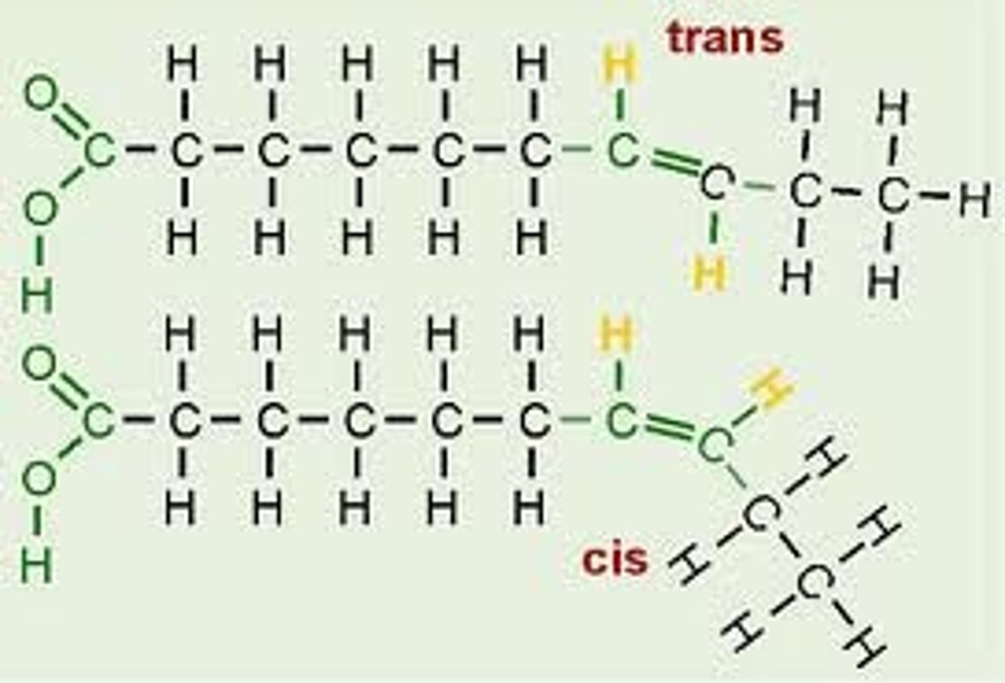 <p>Cis fats: naturally occurring unsaturated fats, H atoms are on same side of double bond</p><p>Trans fats: made by man-made/industrial hydrogenation of oils; conversion of cis fats to a cheap fat w/ longer shelf life by adding H to oils, not naturally occurring, H atoms on opposite sides of double bond, increases risk of heart disease- very unhealthy</p>