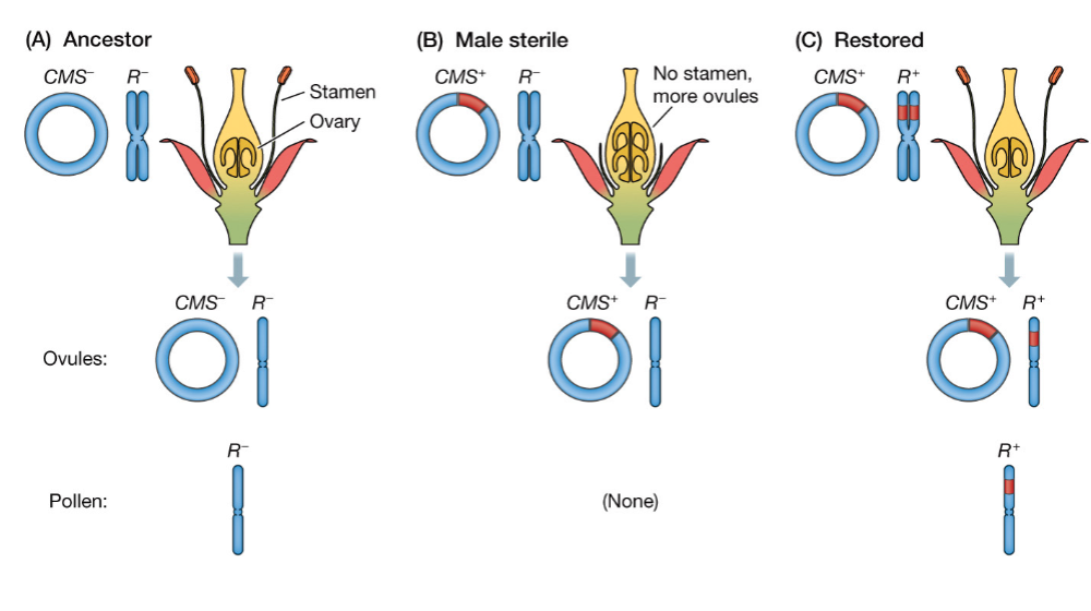 \
Cytoplasmic male sterility in thyme plants illustrates ____ .