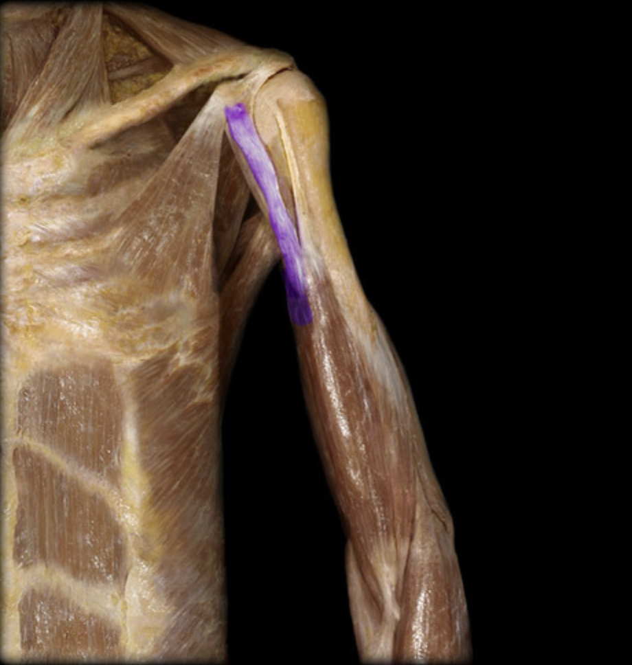 <p><em>table 3, 7</em><br><em>O: </em>coracoid process of the scapula<br>I: radial tuberosity</p>