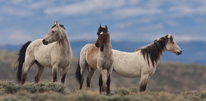 <p>Genus,species,habitat?</p>