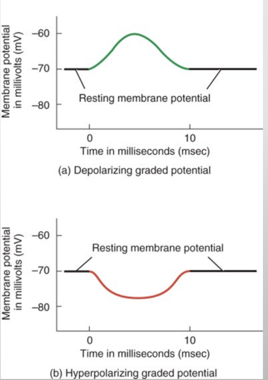 <ul><li><p><strong>depolarization</strong> - makes the inside of the cell less negative than RMP </p></li><li><p><strong>hyperpolarization</strong> - makes the inside of the cell become more negative than RMP </p></li></ul><p></p><ul><li><p>“graded” potential means the change can be large or small depending on the strength of the stimulus </p></li><li><p>graded potentials usually occur at dendrites or cell bodies of neurons (site of stimulation) </p></li></ul><p></p>
