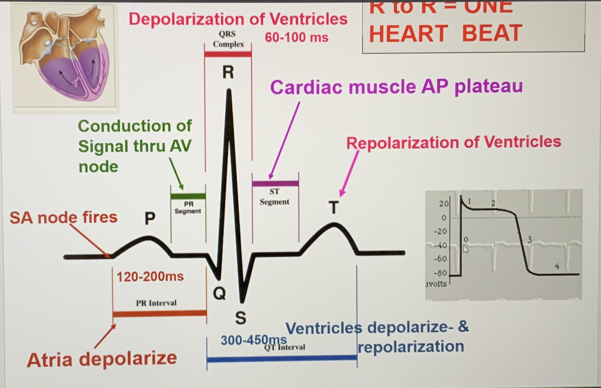 <ul><li><p>SA node fires</p></li><li><p>P wave</p><ul><li><p>Atria depolarize/atrial contraction (atrial systole begins)</p></li></ul></li><li><p>PR segment</p><ul><li><p>Conduction of signal through AV node</p></li></ul></li><li><p>QRS complex</p><ul><li><p>Depolarization of ventricles</p></li><li><p>Q - isovolumetric contraction</p></li><li><p>R - ventricular contraction/first phase of ventricular systole</p></li><li><p>S - ventricular ejection/second phase of ventricular systole</p></li></ul></li><li><p>ST segment</p><ul><li><p>Cardiac muscle AP plateau</p></li></ul></li><li><p>T wave</p><ul><li><p>Repolarization of ventricles</p></li><li><p>Isovolumetric relaxation/early ventricular diastole</p></li></ul></li><li><p>Right after T wave</p><ul><li><p>Ventricular filling/late ventricular diastole</p></li></ul></li><li><p>R to R is one heartbeat</p></li></ul><p></p>