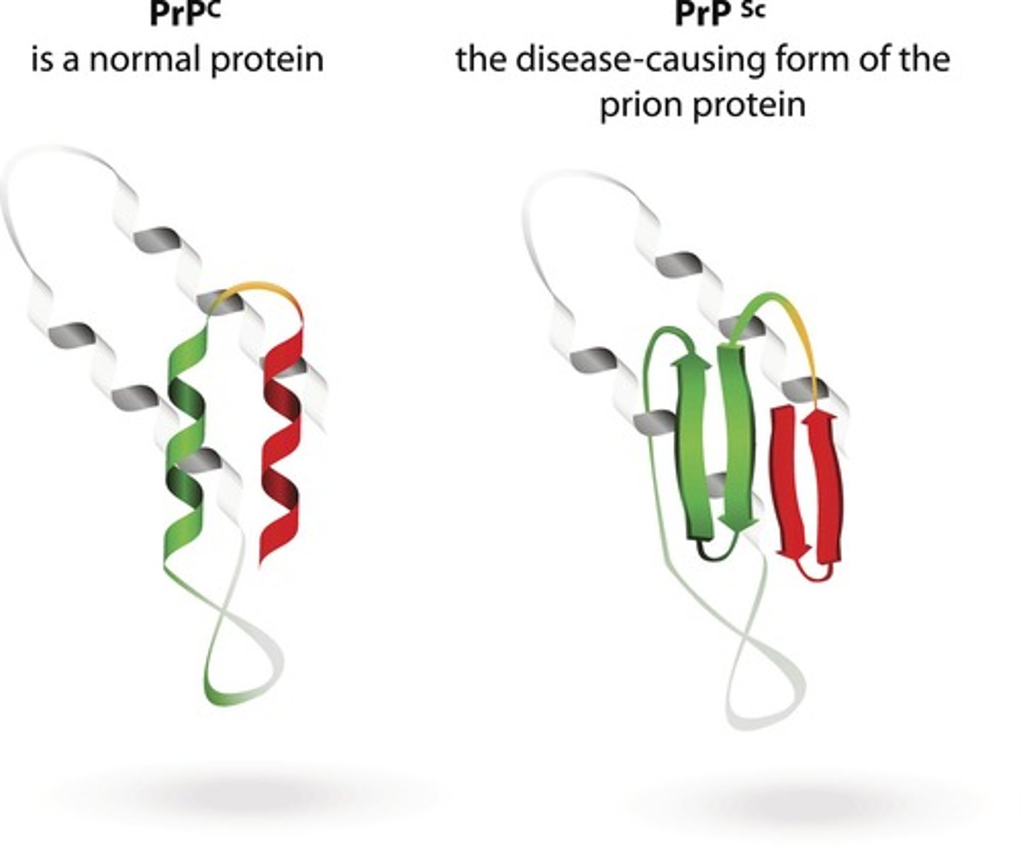 <p>A problem where proteins are not folded in the specific way needed for functionality</p>