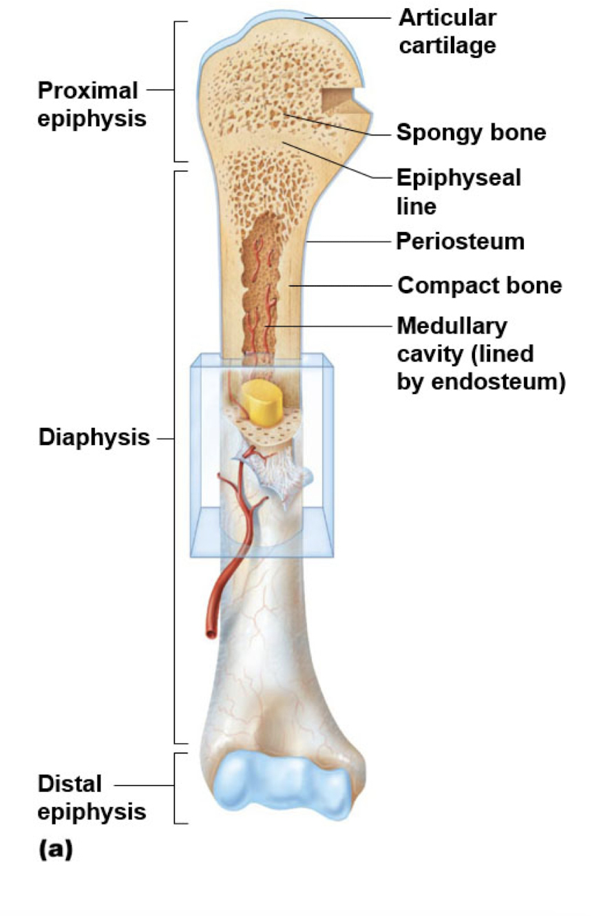 outside bone area 