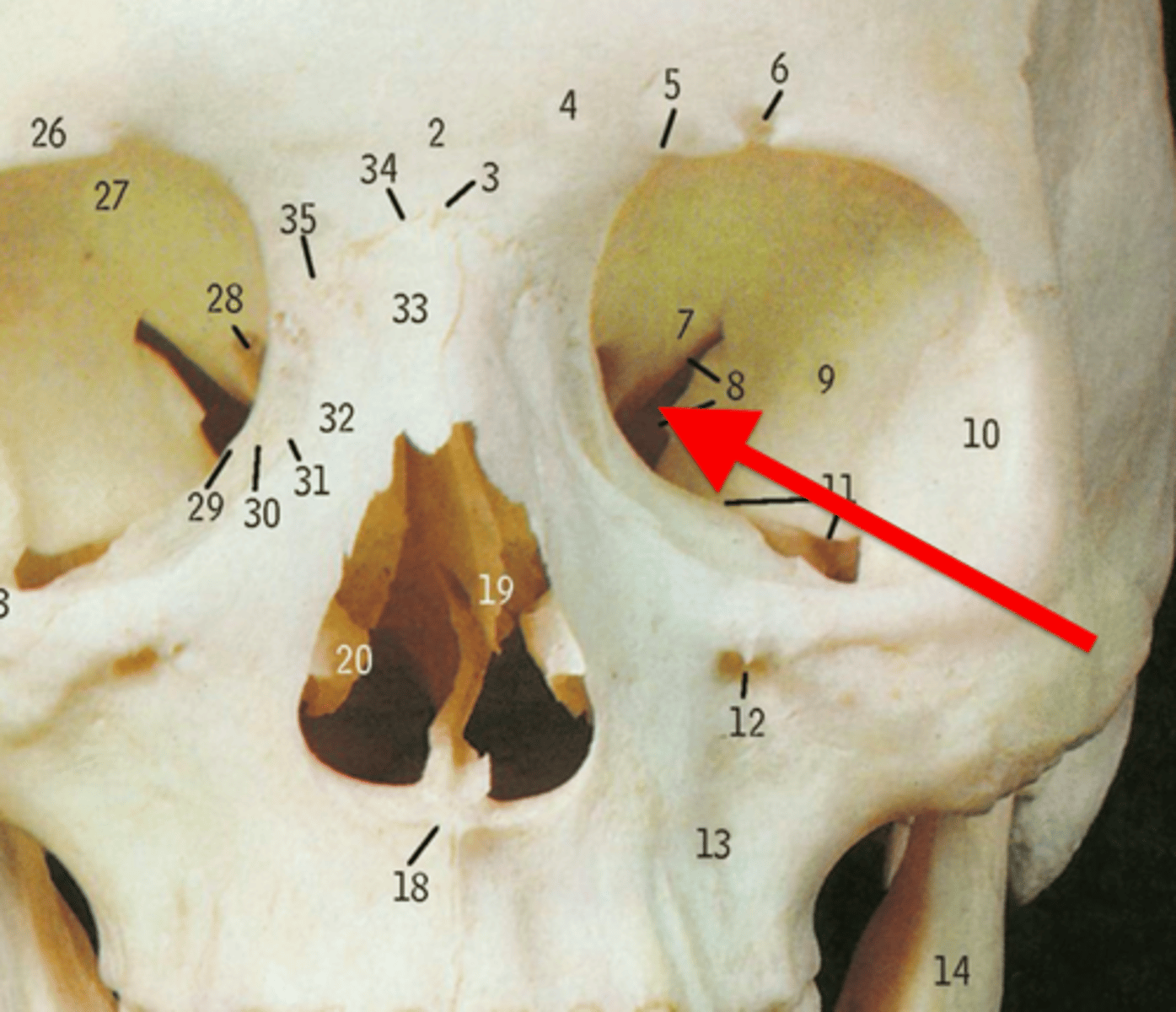 knowt flashcard image