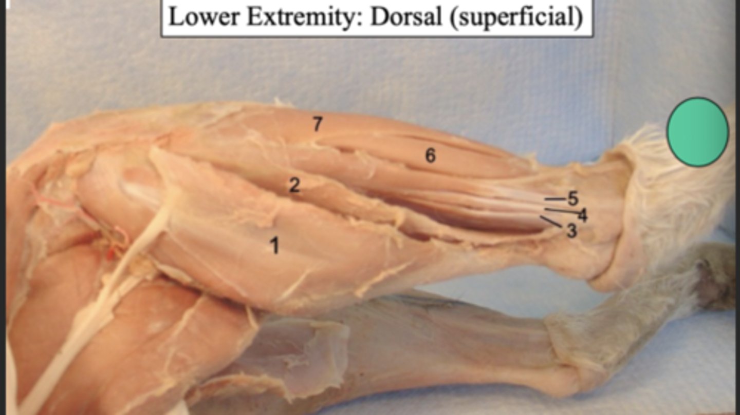 <p>what lower extremity: dorsal (superficial) muscle is number 5</p>