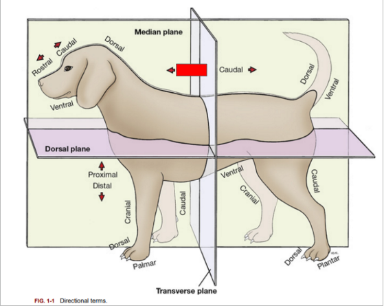 <p>What is the directional term blocked out in red?</p>