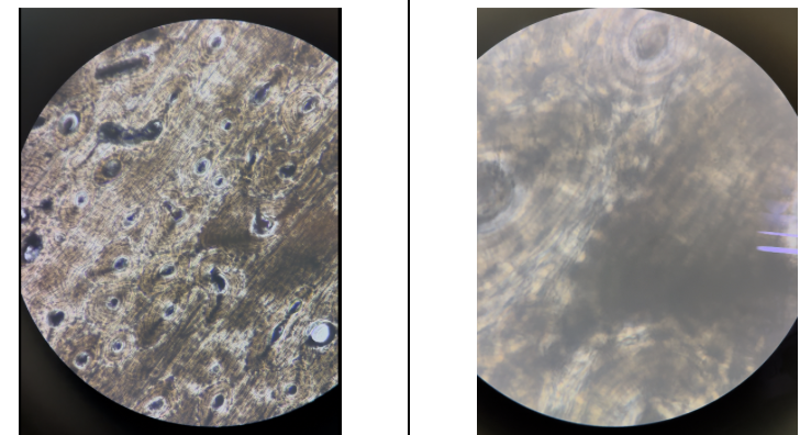 <p>Name this connective tissue type</p>