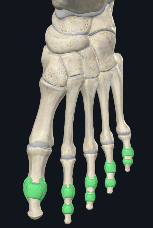 <p>Interphalangeal Joints (IP) (9)</p>