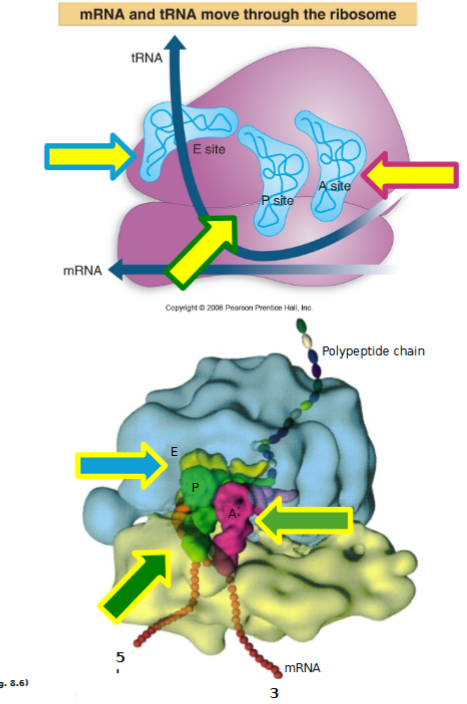 <p>assembled ribosome has APE sites</p><ul><li><p>aminoacyl site: incoming aminoacylated tRNAs bind</p></li><li><p>peptidyl site: growing polypeptide chain is usually here where peptydyl-tRNA is</p></li><li><p>exit side: exiting (empty) tRNA site</p></li></ul><p>each site is located in the cleft of the small subunit, and has adjacent mRNA codons that are translated into amino acids</p><p></p>