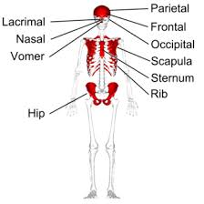 <p>Thin, parallel surfaces; forms roof of skull, ribs, sternum, scapulae.</p>