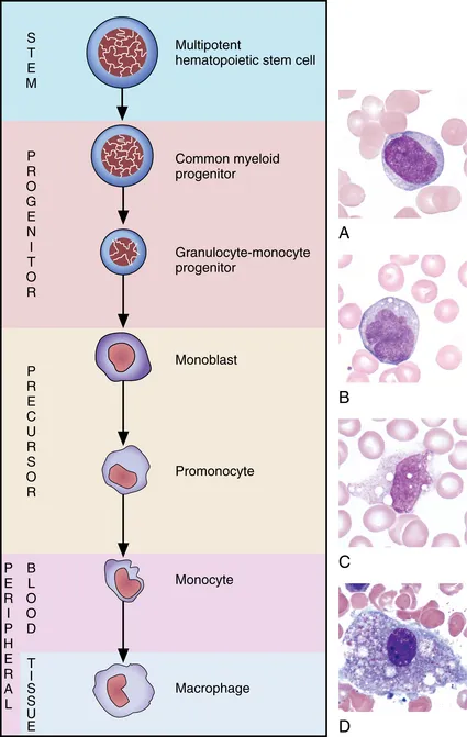 <p><span style="color: purple">1. myeloblast/monoblast<br>2. promonocyte</span><br>3. monocyte<br><span style="color: blue">4. macrophage</span></p><p><span style="color: purple">(purple=BM,</span> black=blood,<span style="color: blue"> Blue= tissue)</span></p>