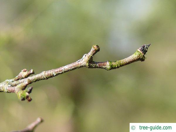 <p>Whose twig is this?</p>