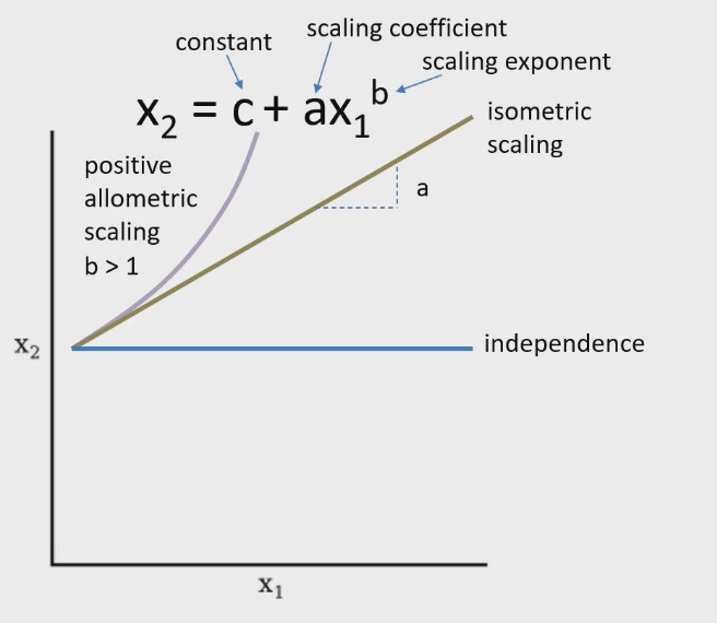 <ul><li><p>“Allo” means different, something other than isometric</p></li><li><p>Purple line: as X1 increases X2 also increases.</p></li><li><p>Slope also keeps getting greater as X1 increases</p></li><li><p>Formula</p><ul><li><p>X2= c+ aX1 ^b</p><ul><li><p>a= scaling coefficient</p></li><li><p>c= constant</p></li><li><p>b=scaling exponent on X1 value. If exponent is &gt;1 it will give positive allometric relationship between X1 and X2</p><ul><li><p>Exponent being greater than 1 is what drives X2 to increase more rapidly as X1 increases</p></li></ul></li></ul></li></ul></li></ul><p></p>