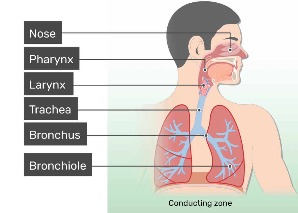 <ul><li><p>nose</p><ul><li><p>filter, moisten, and warm the air</p></li><li><p>cilia</p></li></ul></li><li><p>pharynx</p><ul><li><p>lead the air</p></li><li><p>intersection</p></li></ul></li><li><p>trachea</p><ul><li><p>tissue with cartilage rings tube</p></li></ul></li><li><p>epiglottis</p><ul><li><p>covers the trachea when you swallow</p></li></ul></li><li><p>bronchi</p><ul><li><p>division of the trachea to direct oxygen </p></li></ul></li><li><p>bronchioles</p><ul><li><p>branches of the bronchus</p></li></ul></li><li><p>alveoli air sacs on the broncioles. </p></li></ul>