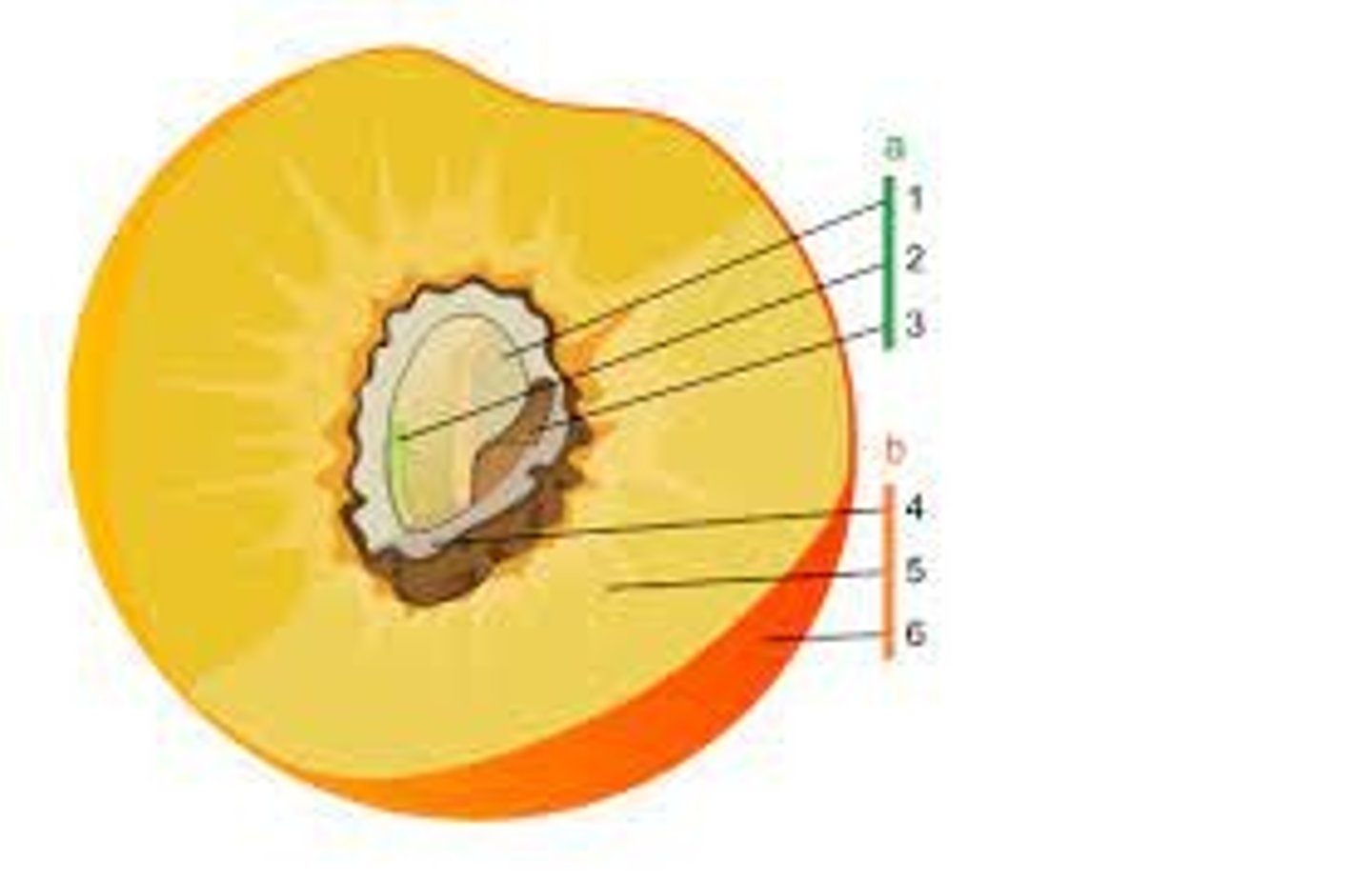 <p>1. endosperm</p><p>2. embryo</p><p>3. seed coat</p>