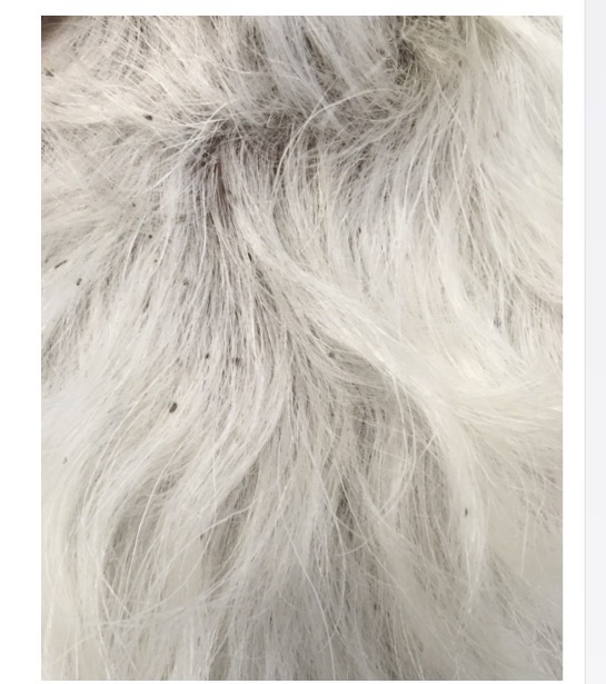 <p>Golden retriever </p>