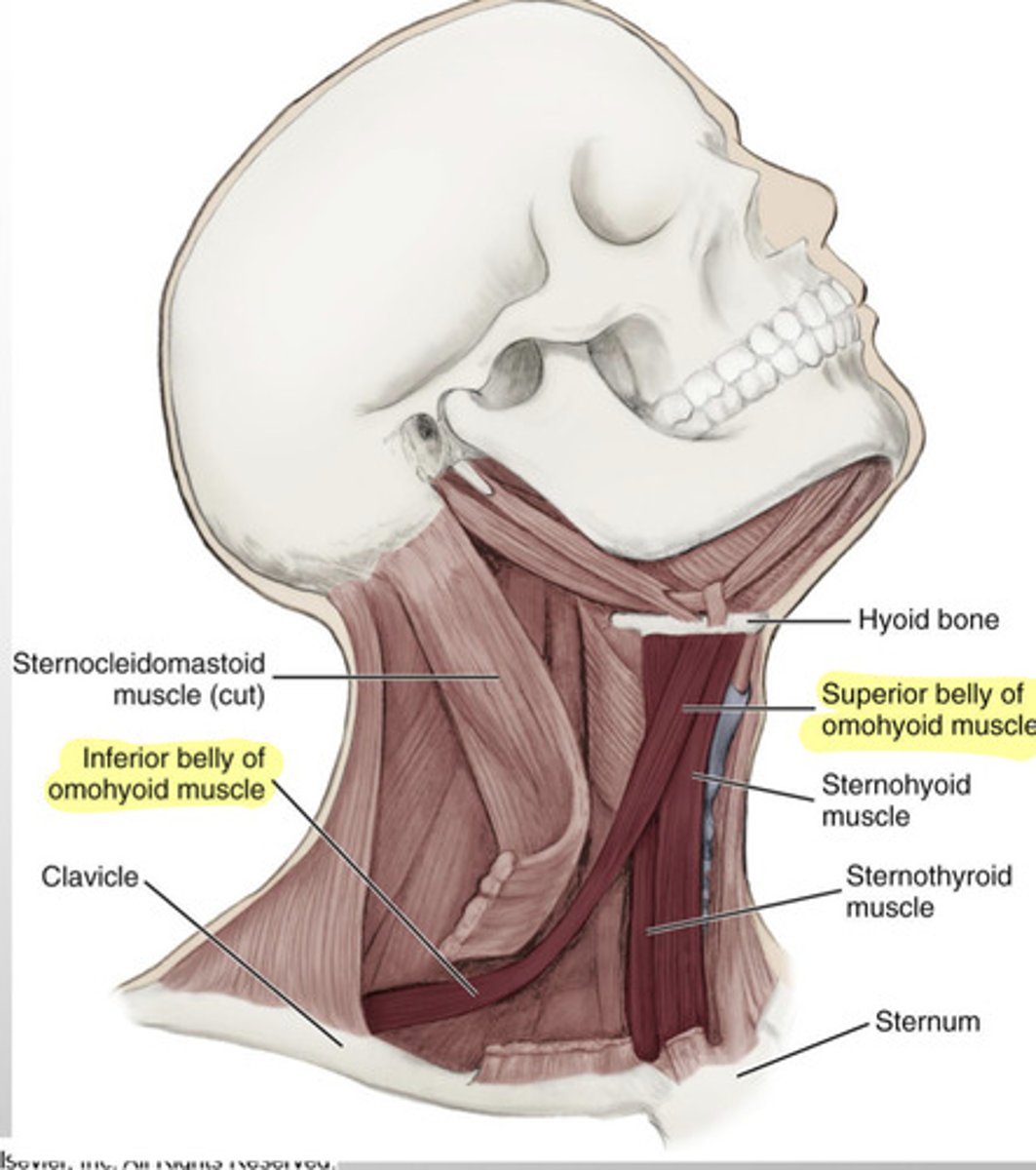 <p>hyoid</p>