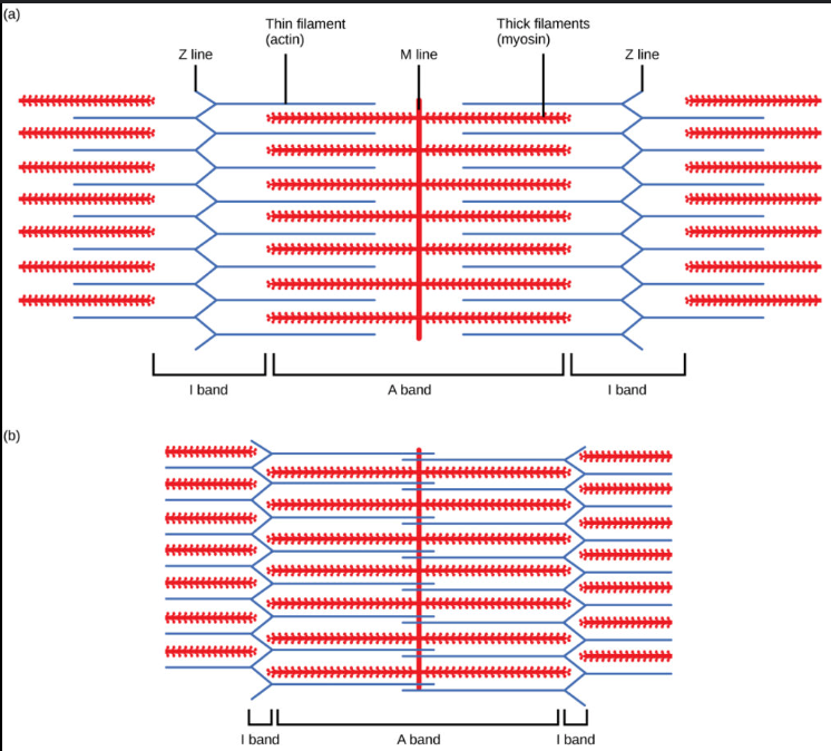 <p>Myosin strand with regions of myosin actin overlap</p>