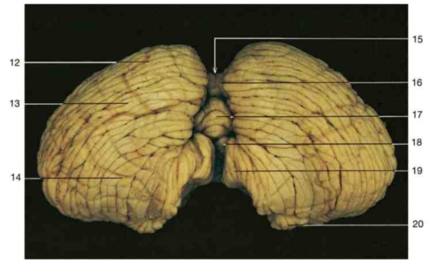 <p>15</p>
