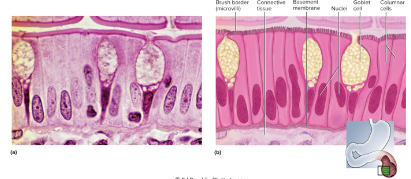 <p>-single row of tall, narrow cells</p><p>-oval nuclei in basal half of cell</p><p>-brush border of microvilli, ciliated in some organs, may possess goblet cells</p><p>-absorption and secretion of mucus</p><p>-locations: lining of GI tract, uterus, kidney, and uterine tubes</p>
