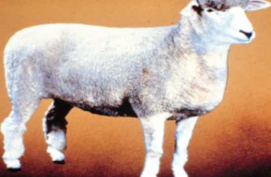 <p>originated in New Zealand by crossing Lincoln rams with Merino ewes</p>