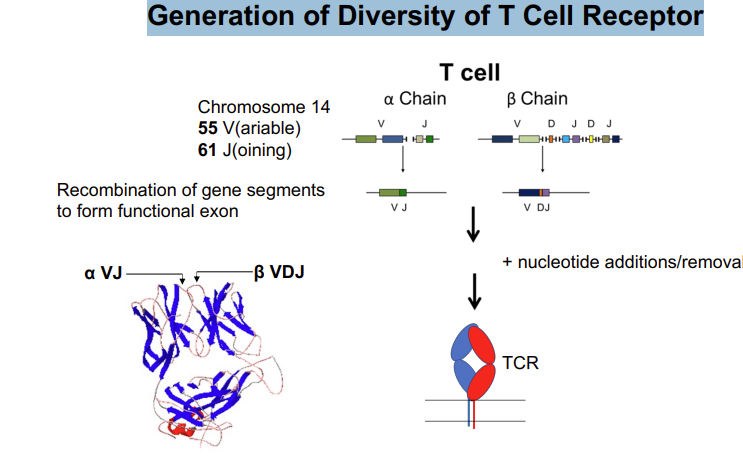 <p>T cells can recognise a huge range of antigens, however <strong>each T cell </strong>recognises a single/limited number of antigens </p><p>gene rearrangement and mutagenesis to give the range of diversity needed in T cell receptors </p>