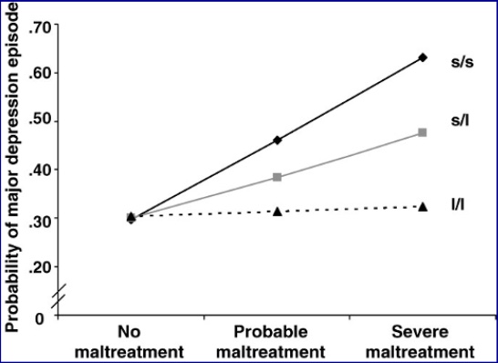 <p>There are three genes involved with serotonin: s/s, s/l, and l/l. People with s/s have a high risk for depression if they experience early maltreatment, but if they do not, their risk is the same as someone with l/l. Those with l/l have a lower risk for depression regardless of maltreatment. People with s/l fall in between. This is why you also have to look at the  environment and genetics together </p>