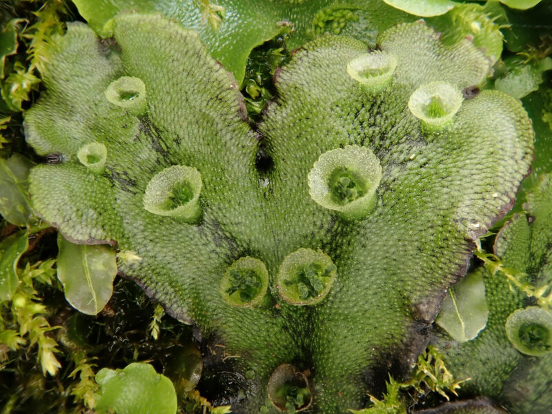 <p>gemmae cups</p>