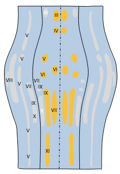 <p>Some corticobulbar projections control cranial nerves involved in voluntary movements in the head (e.g. facial expressions, tongue movements, jaw movements, and eye movements.)</p>