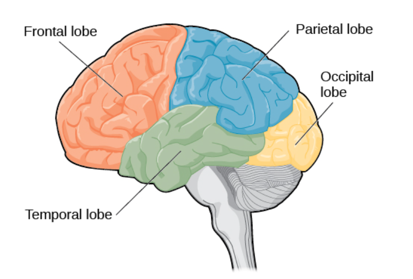 <p>Located at the very back of the brain, contains the primary visual cortex, which is responsible for interpreting incoming visual information</p>