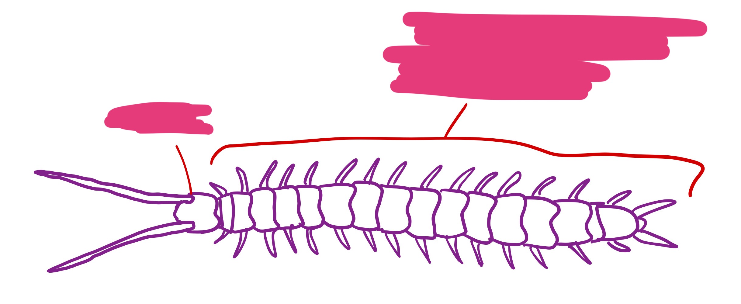 <p>Label + Identify (Grouping(s), Phylum, Subphylum)</p>