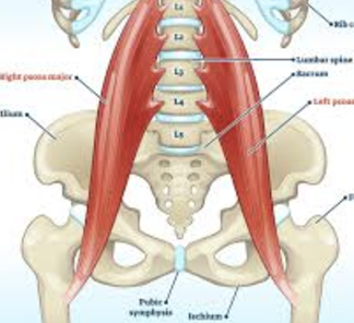 <ul><li><p>medial anterior femur</p></li><li><p>flex hip + trunk</p></li></ul><p></p>