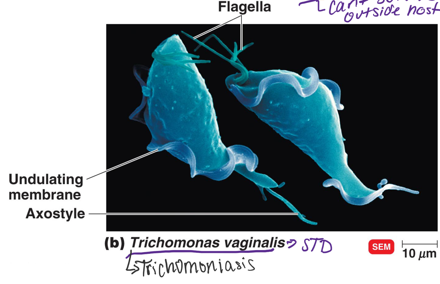 \-Have flagella

\-No mitochondria, No cyst form= can’t survive outside host