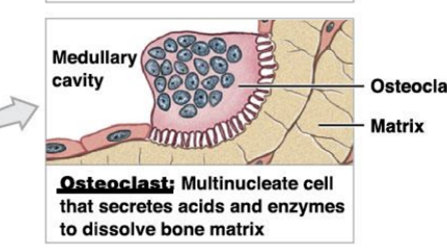 <p>break down matrix</p>