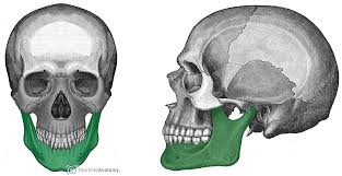 <p>lower jawbone, largest and strongest facial bone, only movable skull bone</p>