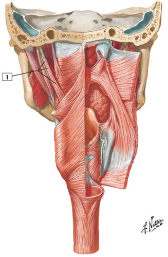 <p>carries sensory impulses from pharynx (swallowing) and taste on one-third side of tongue (IX)</p>