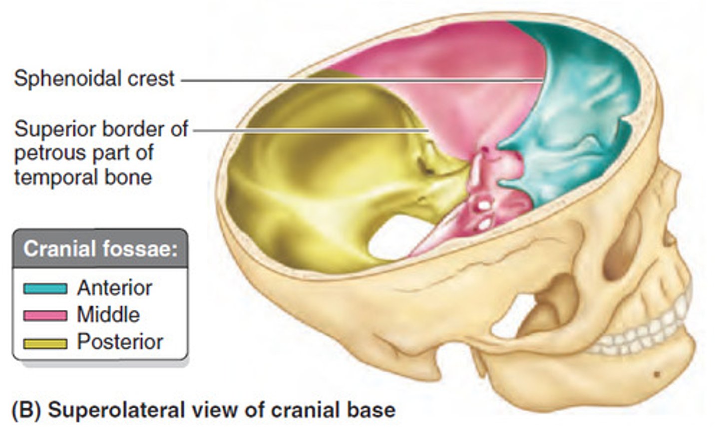 <p>3 fossa:</p><p>- anterior cranial fossa</p><p>- middle cranial fossa</p><p>- posterior cranial fossa</p>