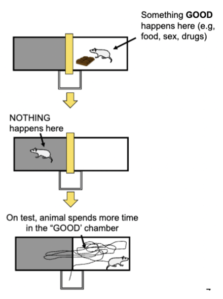 <p>amygdala regulates conditioning for rewarding stimuli - helps brain get to the good stuff</p><ul><li><p>CR = typically approach behaviour (place where reward behaviour was received becomes attractive)</p></li><li><p>lesions on lateral amygdala disrupts conditioned place preference for all types of rewards (does not affect consumption of the reward) - affects how conditioned stimuli link with primary reward affect behaviour</p></li><li><p>approach/seeking response, neutral + rewarding stimulus, involuntary</p></li></ul><p></p>